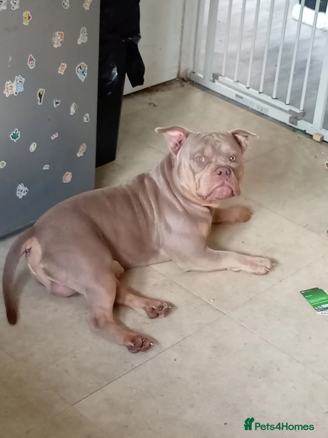 American Bully dogs for sale: Miniature bully  in Mansfield - Advert 2