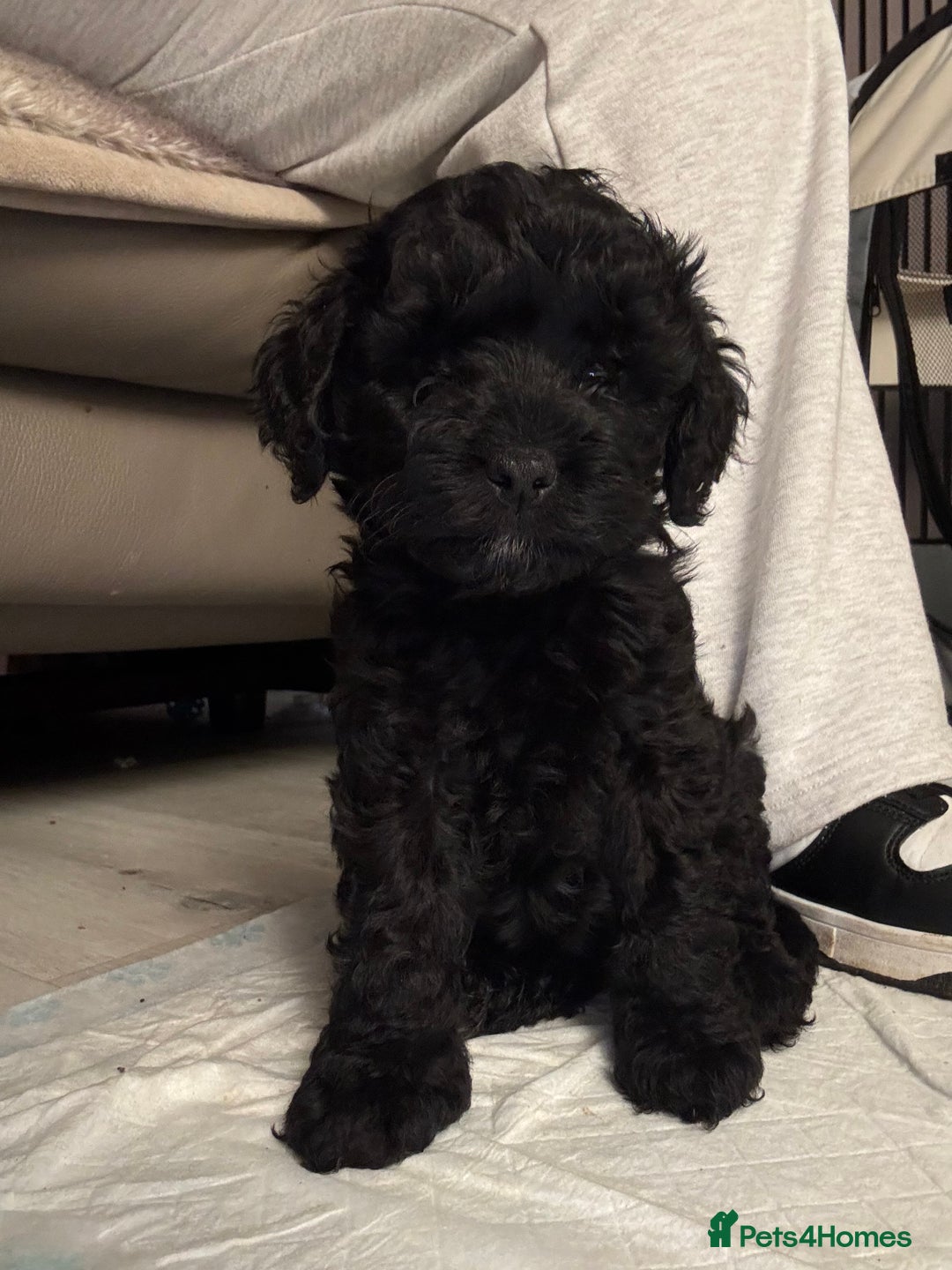 Cavapoo dogs for sale: Cavapoo Puppies for Sale - Advert 3