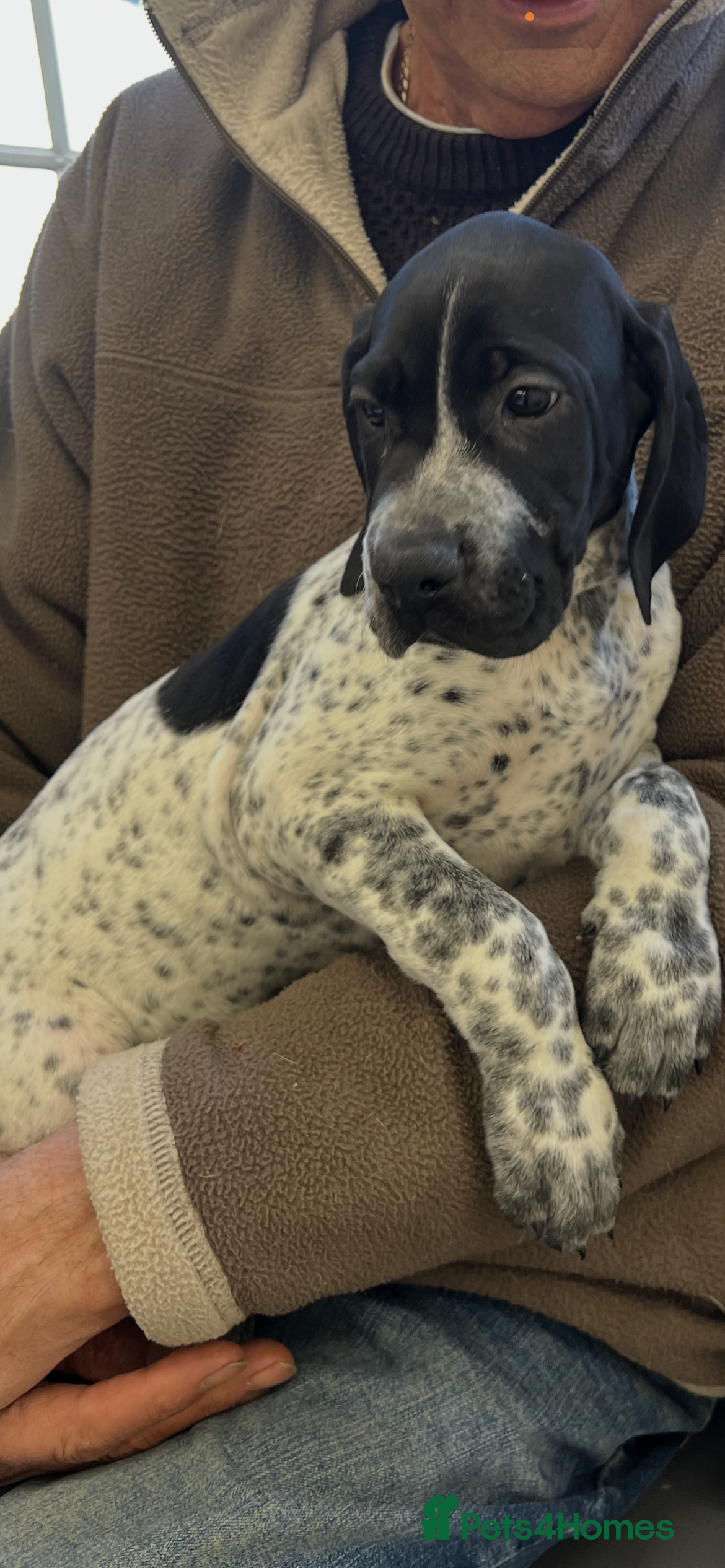 Pointer dogs Beautiful Pointer puppies  - Advert 5