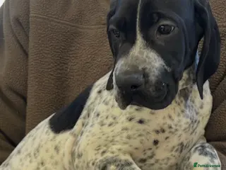 Pointer dogs Beautiful Pointer puppies - Advert 5