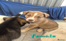 Mixed Breed dogs for sale: Husky cross puppies for sale  - Image 8