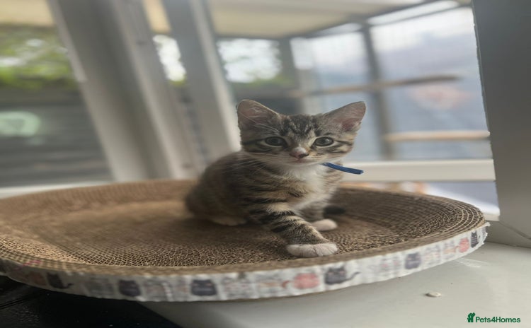 Ragcoon cats for sale - Advert 1