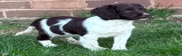 English Springer Spaniel dogs for sale: Stunning working springers  in Solihull - Advert 5