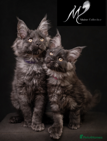 Maine Coon cats - Advert 4
