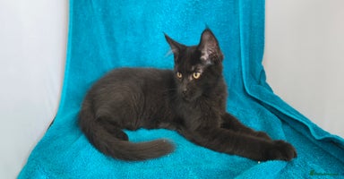 Maine Coon cats in Coventry - Advert 9