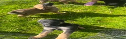Mixed Breed dogs for sale: German Shepard malonis puppy’s  - Advert 5