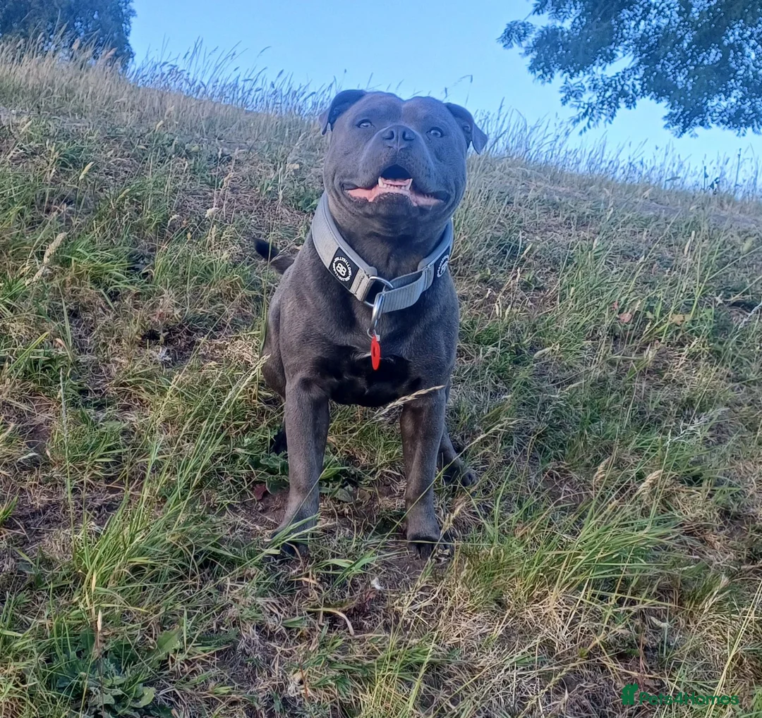 Staffordshire Bull Terrier dogs for stud: ZEUS for stud duties fully kc stunning boy - Advert 2