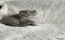 Scottish Fold cats for sale: Scottish fold and straight kittens  - Image 16