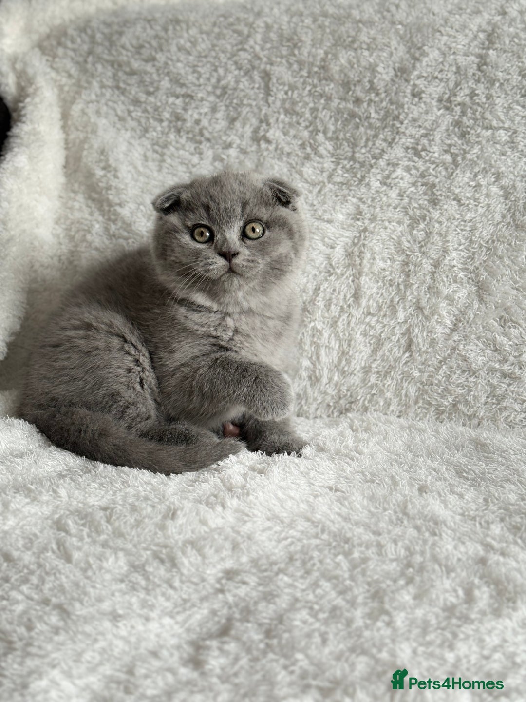 Scottish Fold cats for sale: Scottish fold and straight kittens  - Image 16