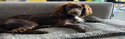 Cocker Spaniel dogs for sale: Quality KC Registered Working Cocker Spaniel Pups - Advert 4