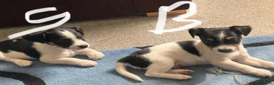 Jack Russell 3