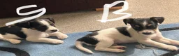 Jack Russell dogs for sale: READY NOW mini jack Russel pups  in Horley - Advert 10