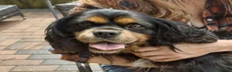 Cavalier King Charles Spaniel dogs for sale: KC Reg Cavalier King Charles Spaniel Male - Advert 7