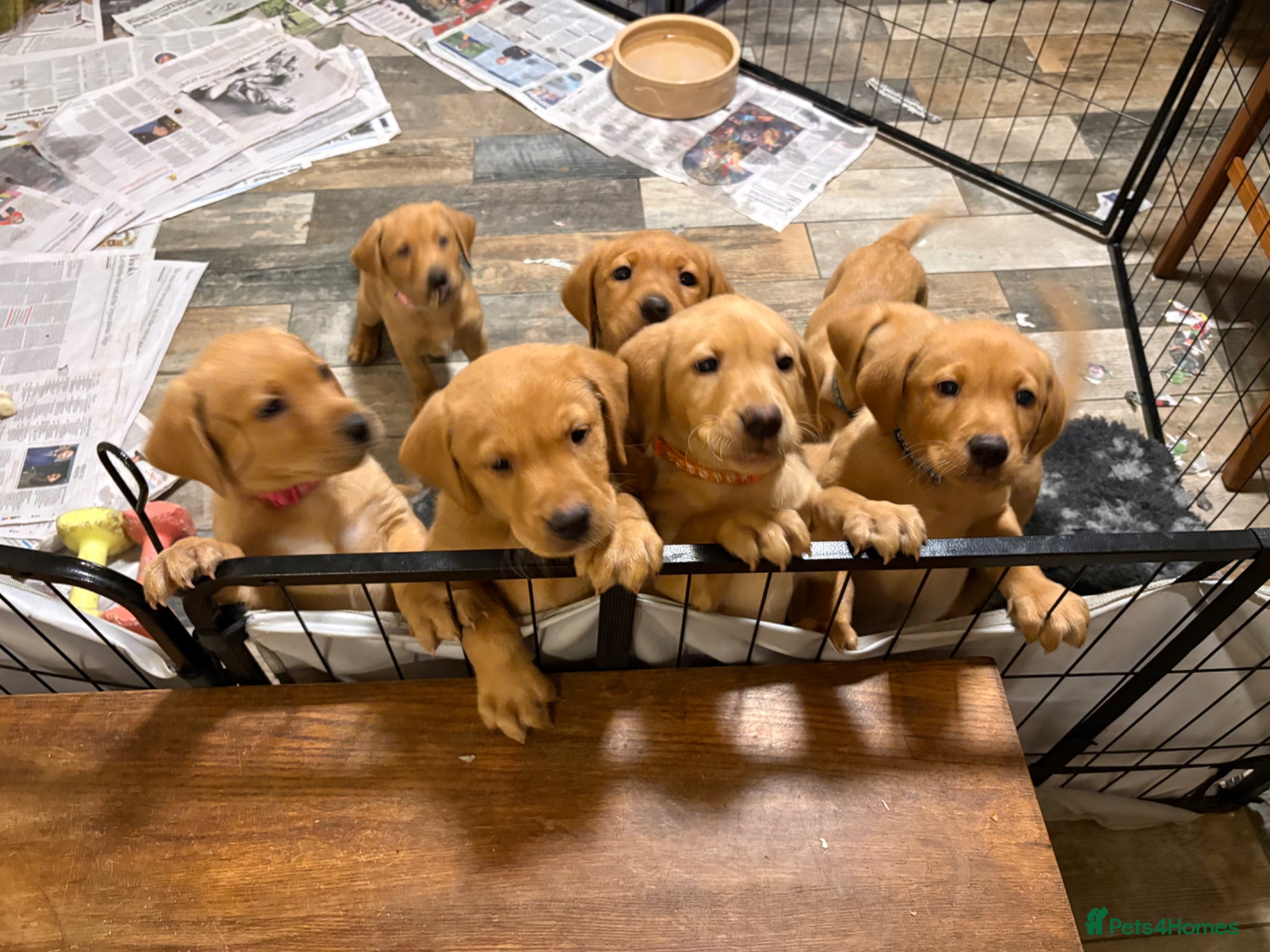 Labrador Retriever dogs KC Registered Fox Red Labrador puppies - Advert 4