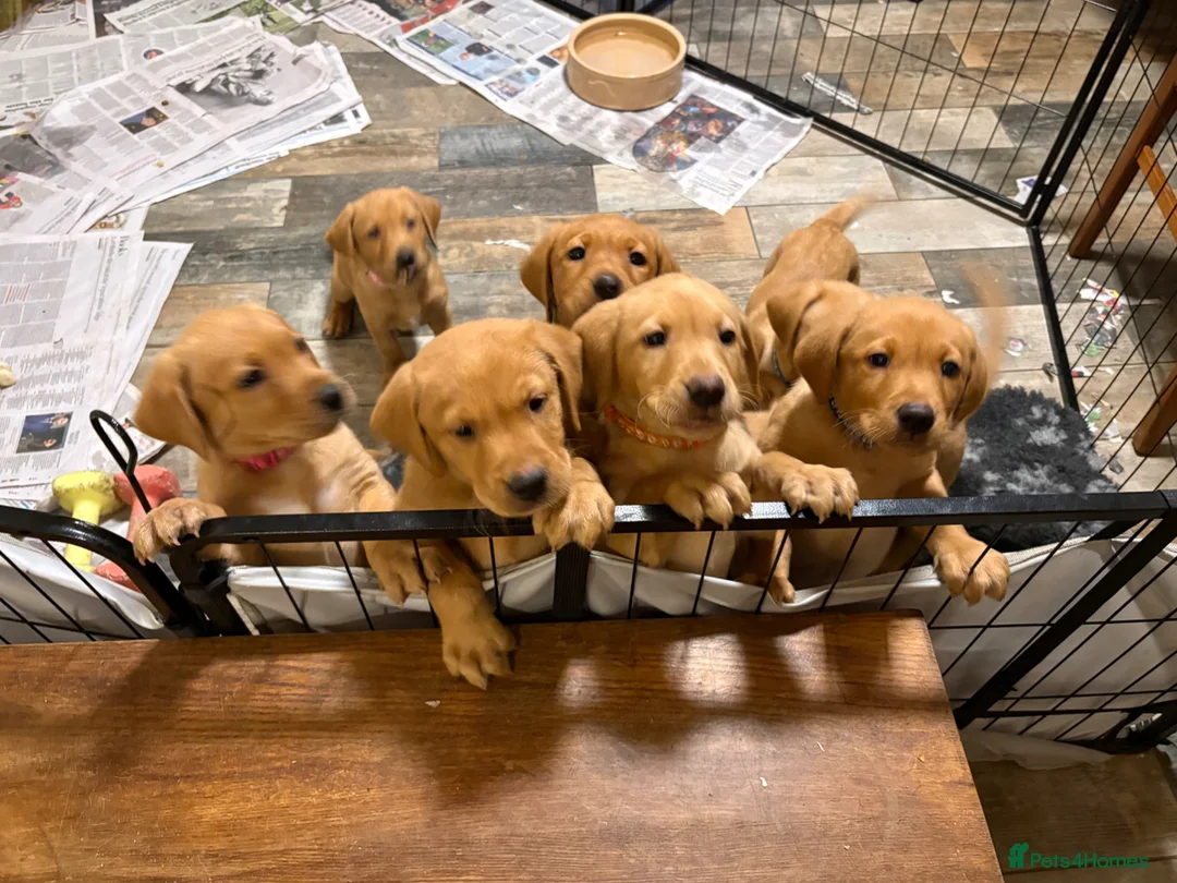 Labrador Retriever dogs for sale: KC Registered Fox Red Labrador puppies - Advert 1