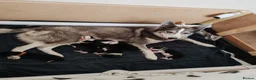 Mixed Breed dogs for sale: Border Collie/Husky Cross Puppies  - Advert 19