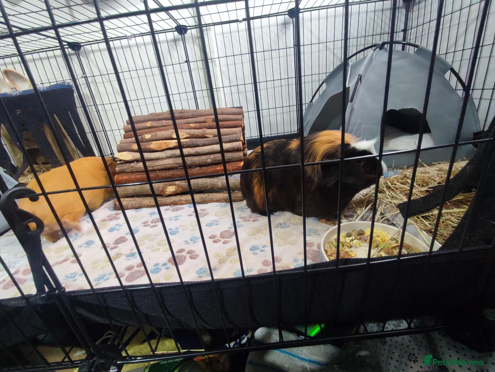 Guinea Pig rodents for sale: Complete Guinea Pig Setup for Sale - Advert 1
