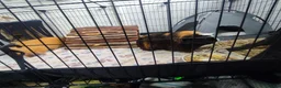 Guinea Pig rodents for sale: Complete Guinea Pig Setup for Sale - Advert 1