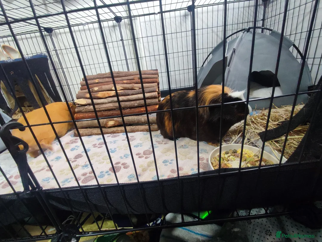 Guinea Pig rodents for sale: Complete Guinea Pig Setup for Sale - Advert 1