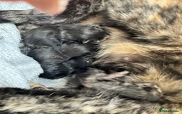 Domestic Shorthair cats for sale: 4 Female Kittens - Image 3