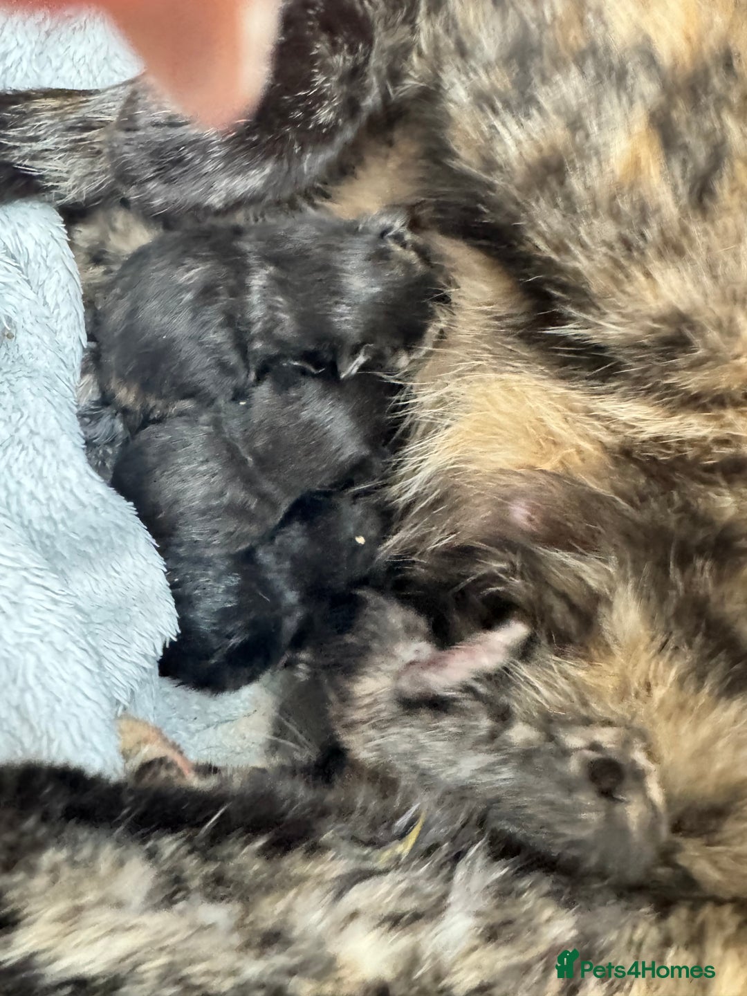 Domestic Shorthair cats for sale: 4 Female Kittens - Image 3