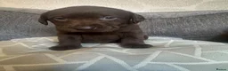 Labrador Retriever dogs for sale: Chunky chocolate Labrador puppies  - Advert 4