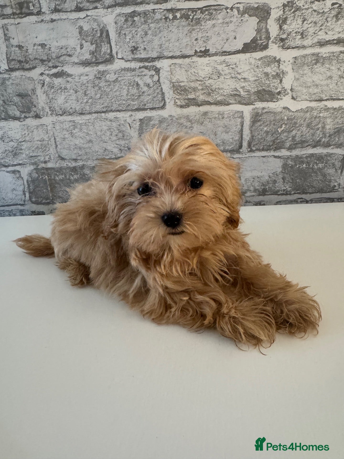 Maltipoo dogs Red Korean maltipoos 3x males tiny  - Advert 1