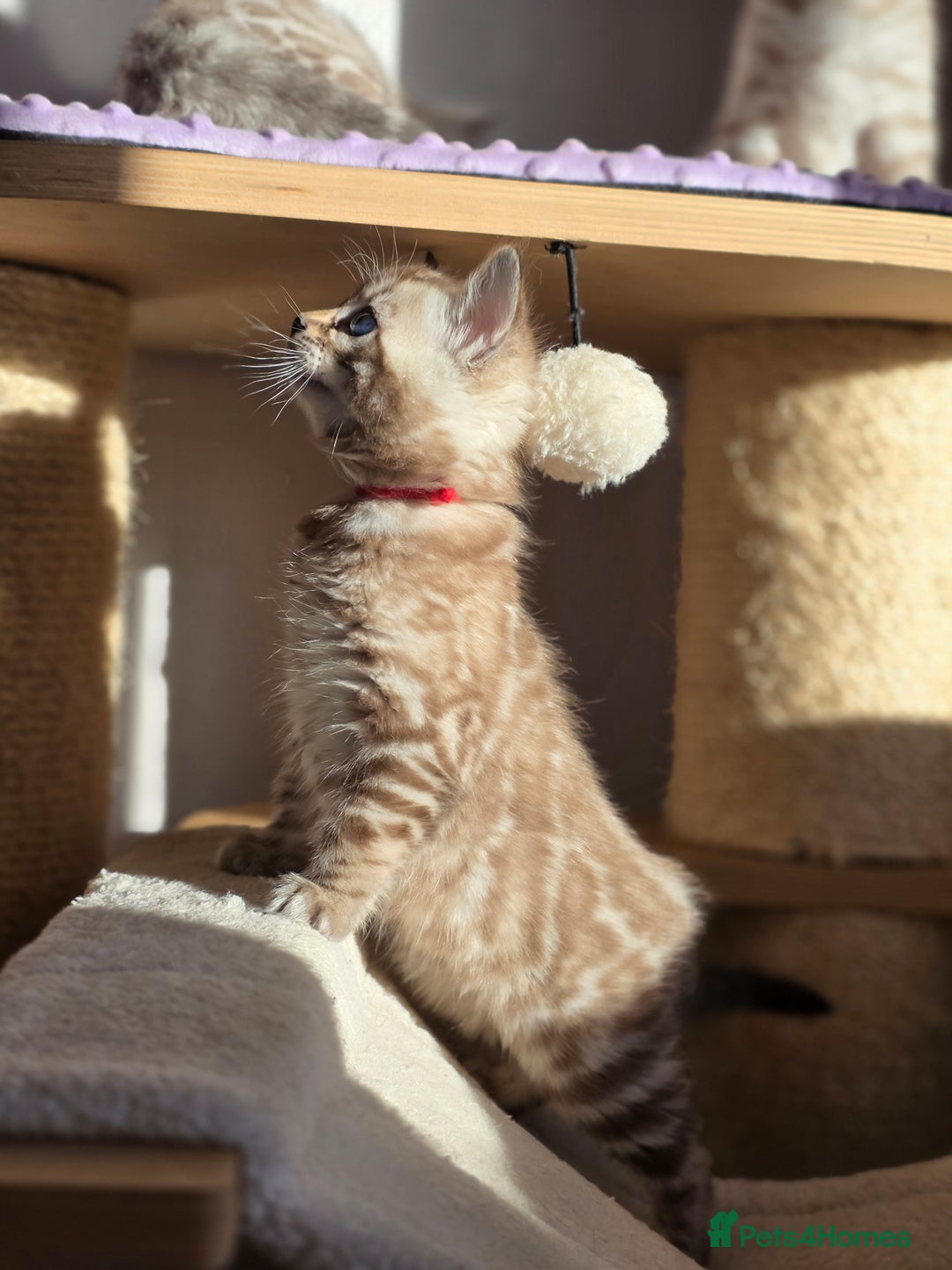 Bengal cats for sale: ❄️ Gorgeous Snow and Charcoal Bengals ❄️  - Advert 29