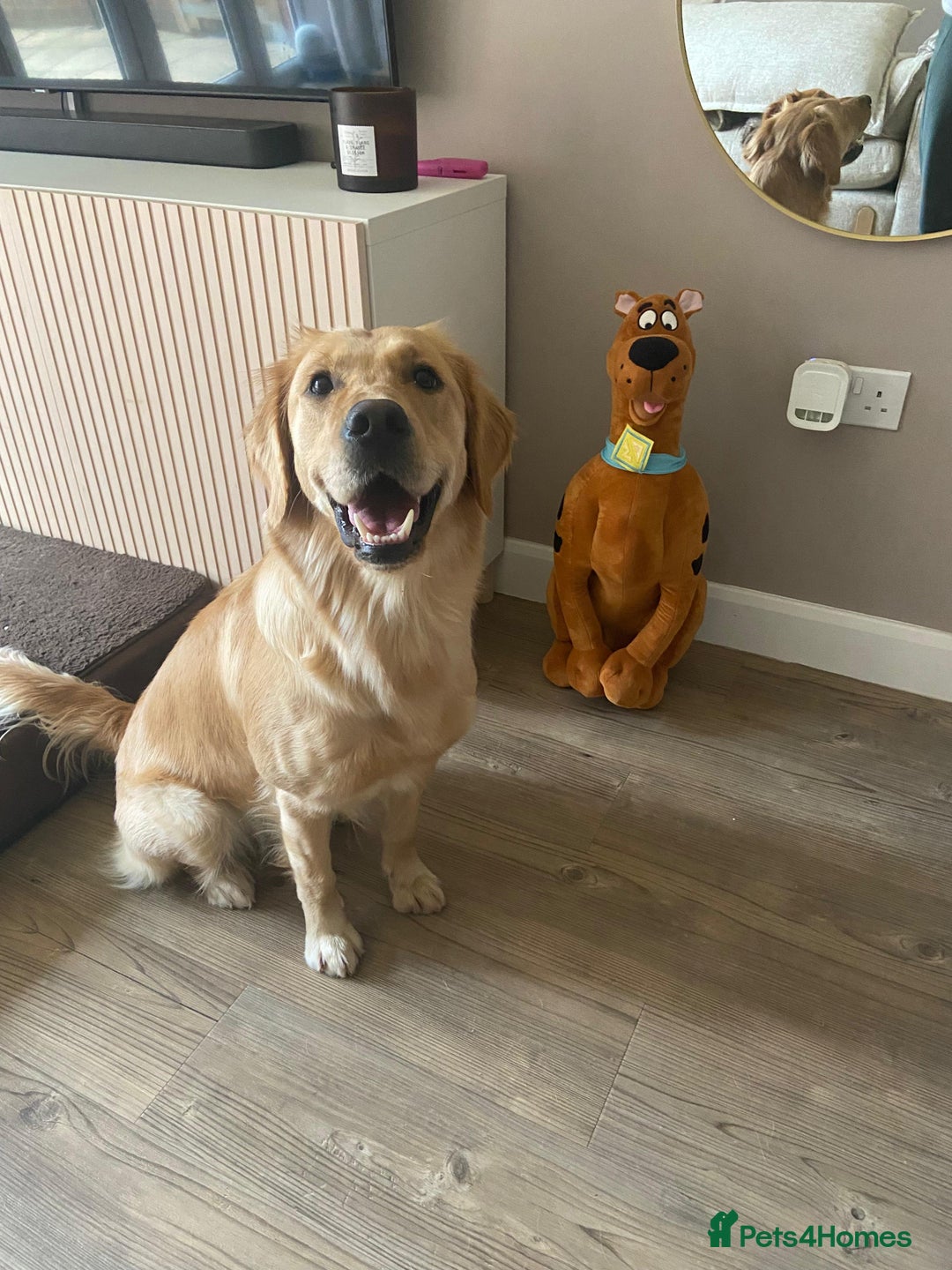 Golden Retriever dogs for sale: Golden Retriever Puppies  - Advert 6