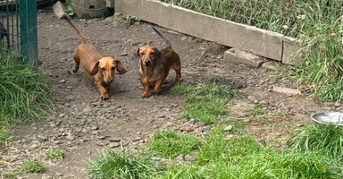 Miniature Dachshund dogs - Advert 6