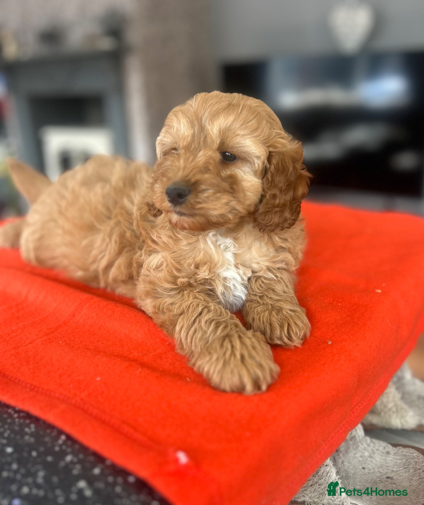 Cockapoo dogs Cockapoo Puppies  - Advert 1