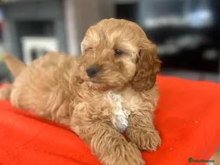 Cockapoo dogs Cockapoo Puppies - Advert 2