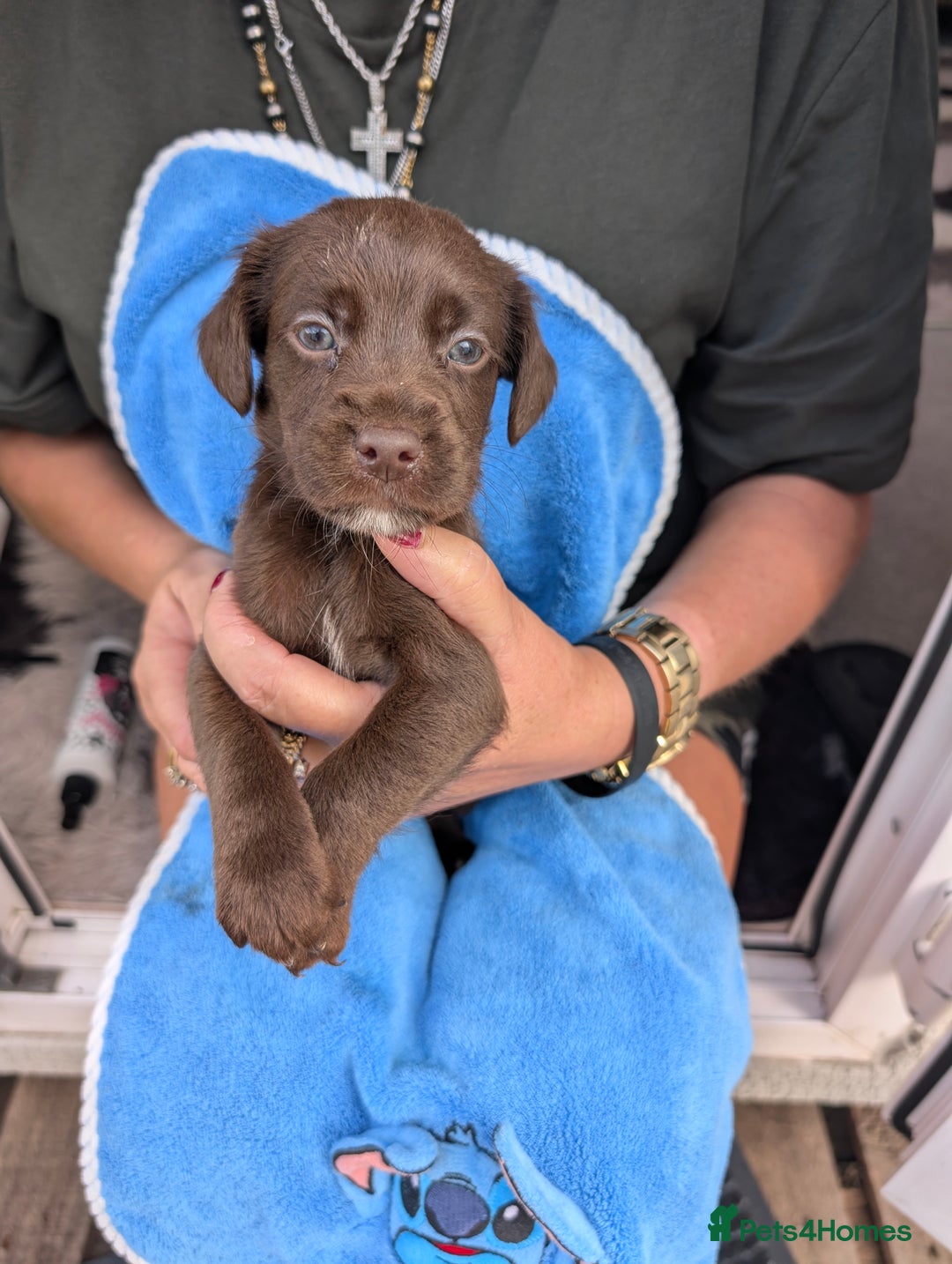 Mixed Breed dogs for sale: Jack Russell  X Spaniel  - Image 9