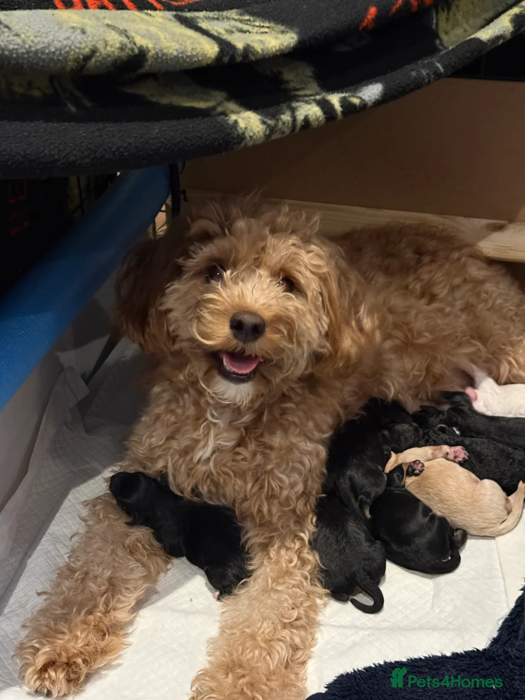 Cavapoo dogs for sale: Beautiful F1b Cavapoo Puppies - Only 3 left  - Advert 12