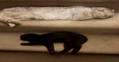 Scottish Fold cats - Advert 13