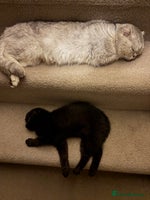 Scottish Fold cats - Advert 2