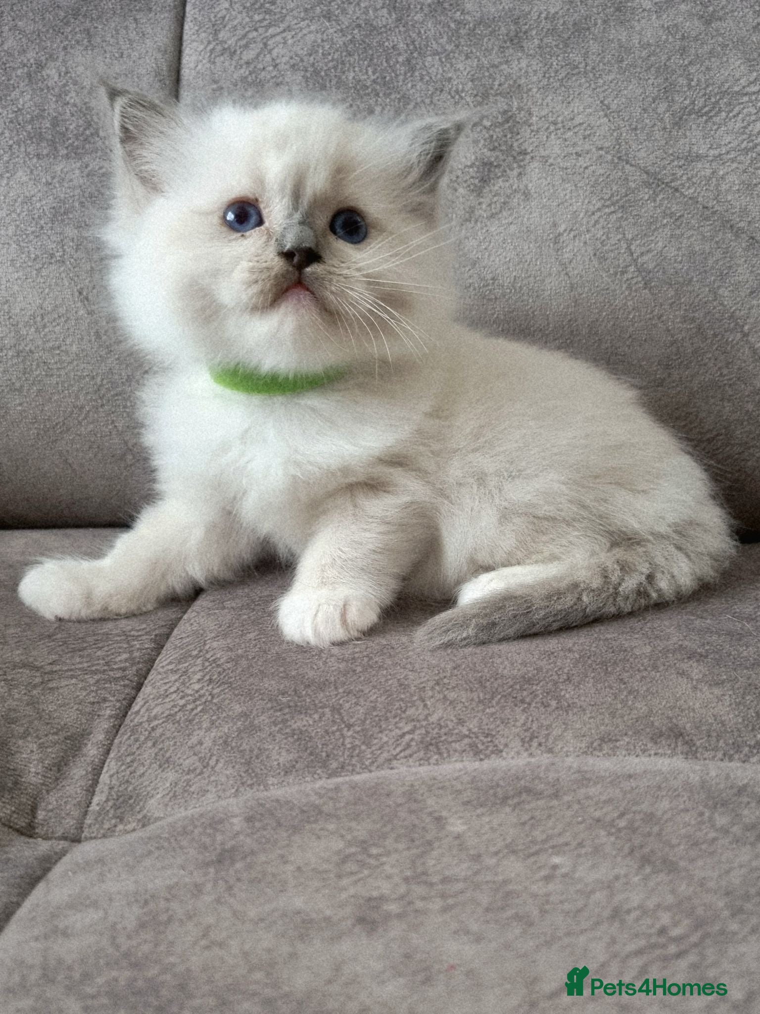 Ragdoll cats Ragdoll kittens DNA tested  - Advert 13