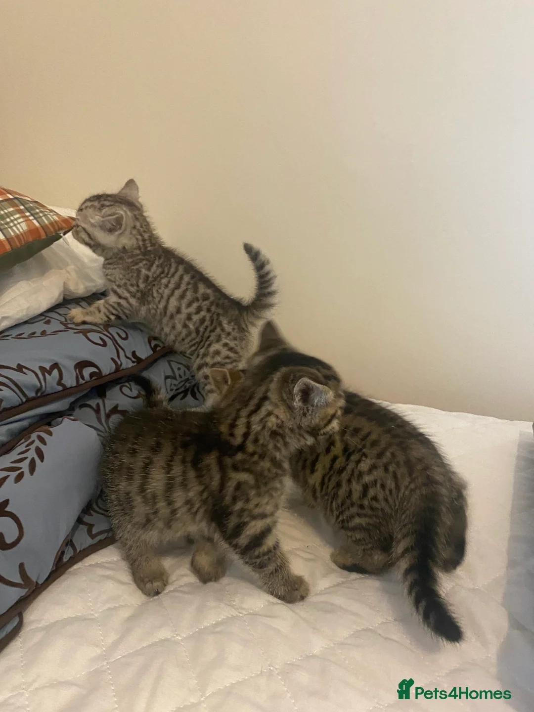 Mixed Breed cats for sale: Ragdol x bengal 2 left  - Advert 10