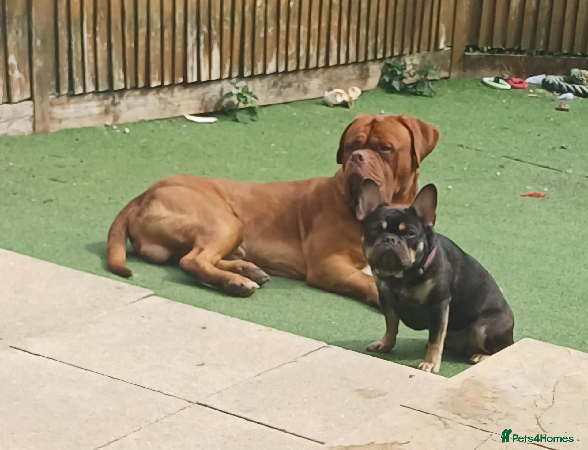 Dogue De Bordeaux dogs Dogue de bordeaux Male - Advert 12