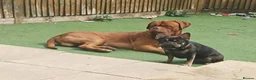 Dogue De Bordeaux dogs for sale: Dogue de bordeaux Male - Advert 1