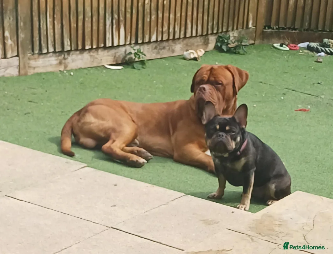 Dogue De Bordeaux dogs for sale: Dogue de bordeaux Male - Advert 1