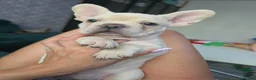 French Bulldog dogs for sale: French buldog in Liverpool - Advert 6