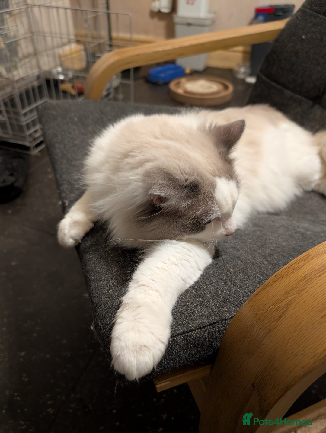 Ragdoll cats for sale: Stunning ragdoll boy  - Advert 3