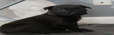 Mixed Breed Puppy 6