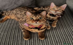 Bengal cats for sale: Three Bengals Ready to go 🩶🖤🤍 - Image 16