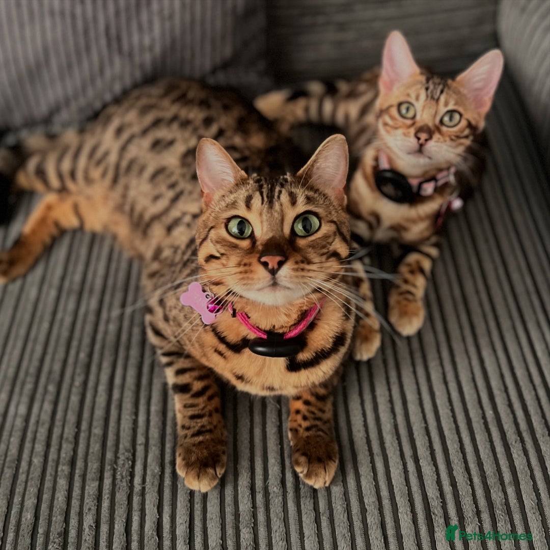 Bengal cats for sale: Three Bengals Ready to go 🩶🖤🤍 - Image 16