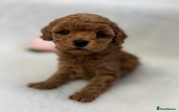 Toy Poodle dogs for sale: Asian toy poodles  - Image 5