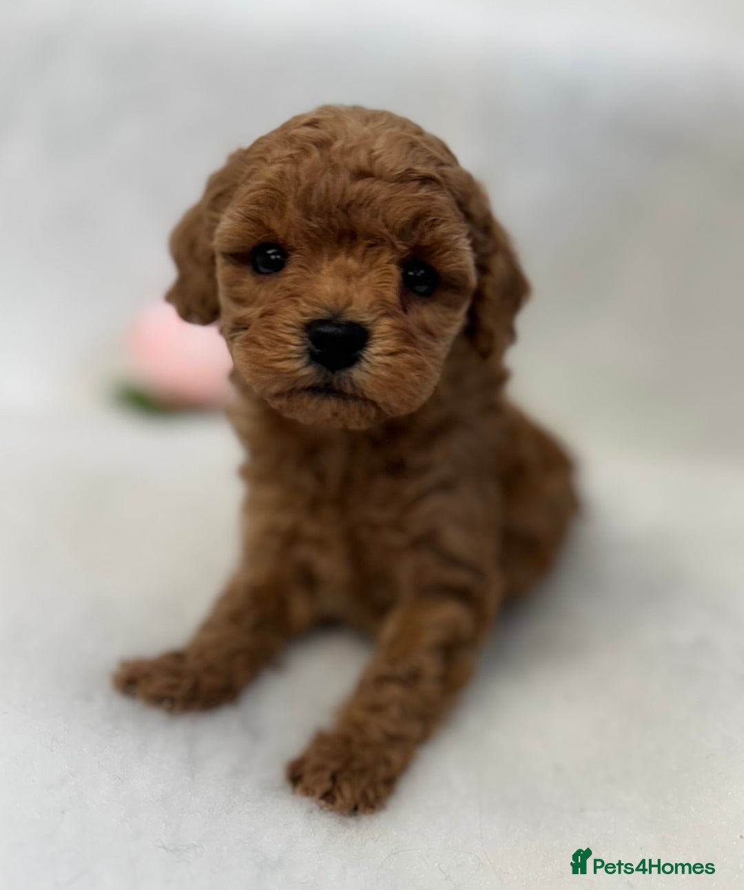 Toy Poodle dogs for sale: Asian toy poodles  - Image 5
