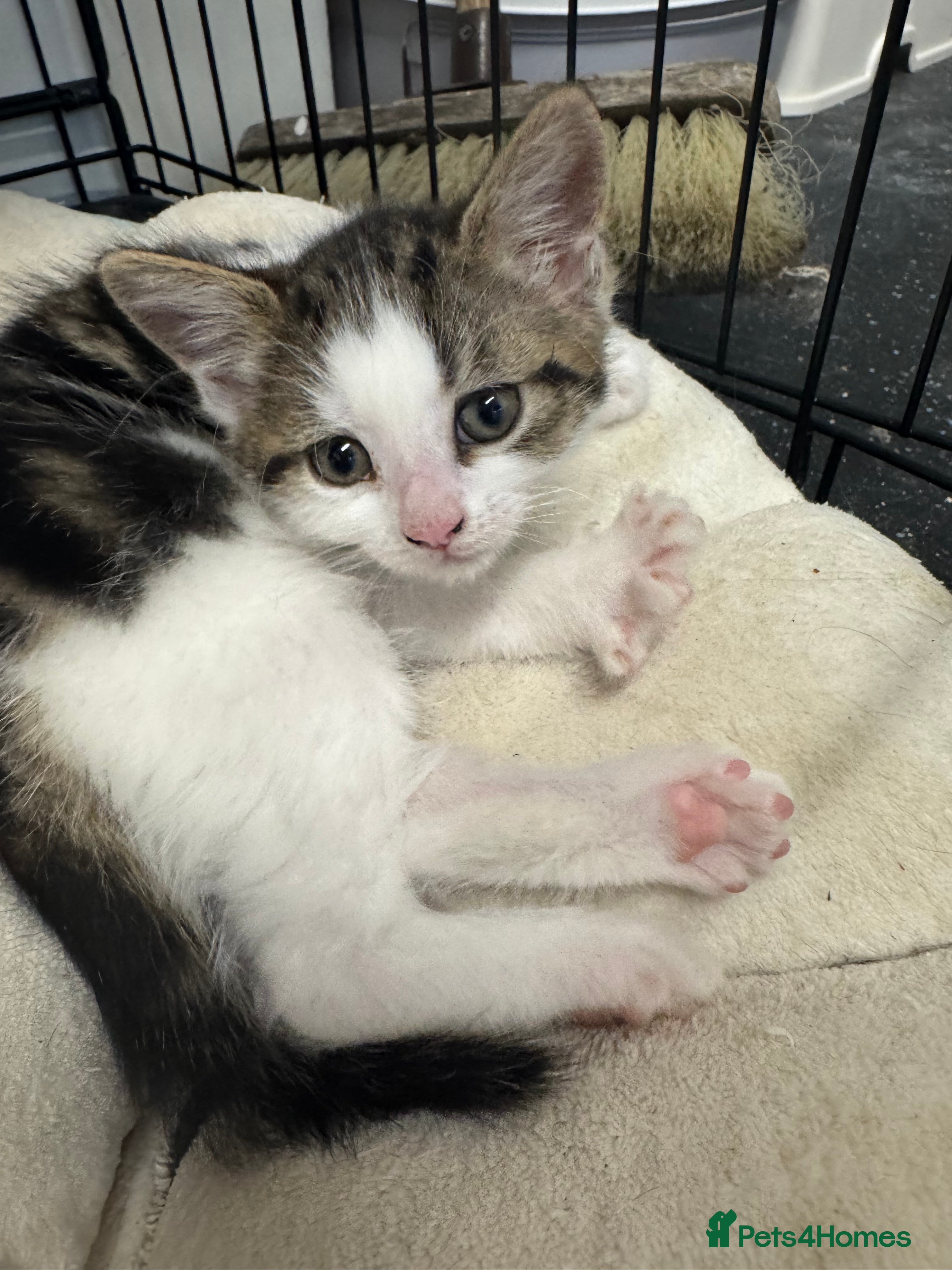 British Shorthair cats Last kitten  - Advert 1