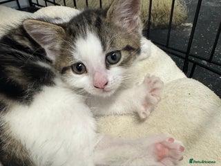 British Shorthair cats Last kitten - Advert 1